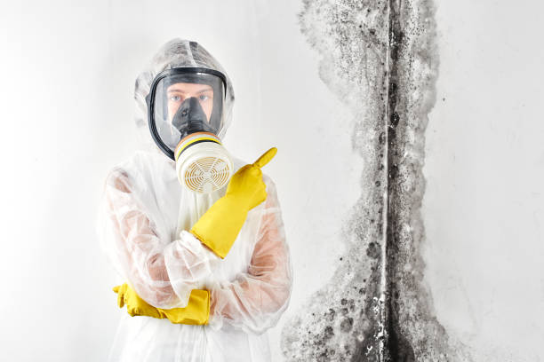 Best Basement Mold Removal in Tton, IL