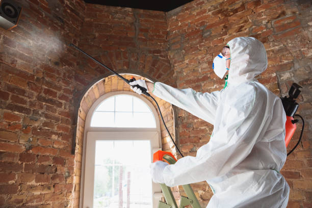 Tilton, IL Mold Removal Company